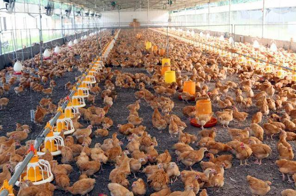 養(yǎng)殖場取暖運用蒸汽模塊爐！